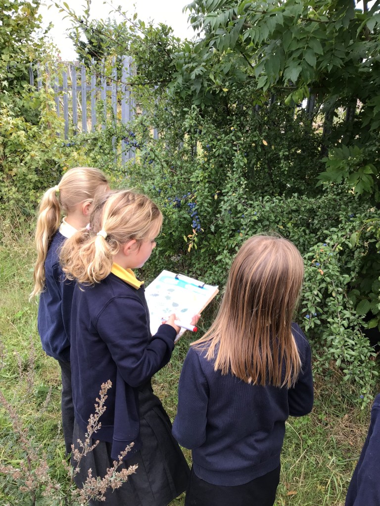 Exploring biodiversity: pupils investigate tree species as part of their sustainability learning.